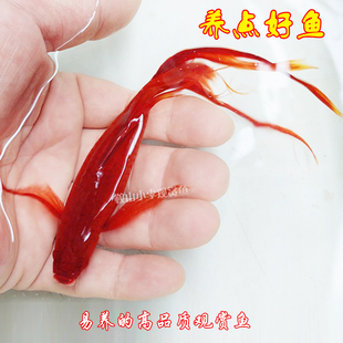 小型淡水观赏鱼燕尾红剑长尾双尾高鳍菊花帆红箭鱼凤尾孔雀鱼混养