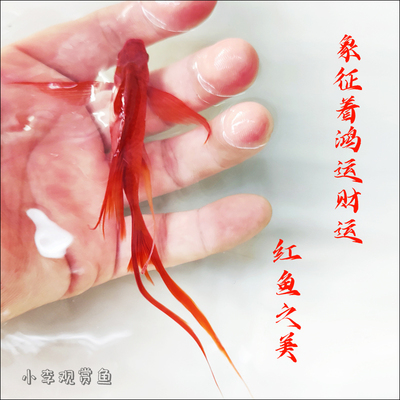 燕尾红剑鱼菊花帆高鳍红剑鱼观赏