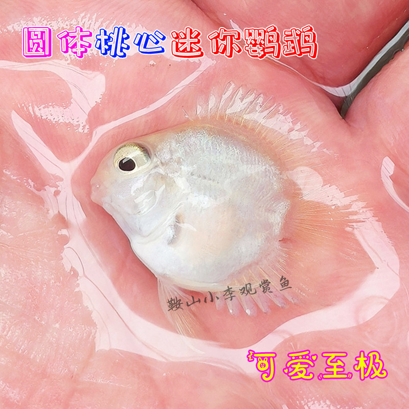 小型观赏鱼迷你鹦鹉鱼白金圆体桃心迷你鹦鹉