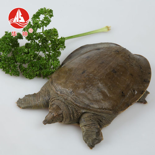 华神生态老鳖王八