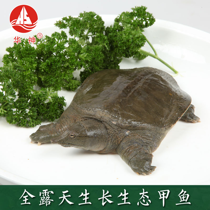 华神甲鱼六年龄中华鳖生态王八水鱼老鳖2.5斤