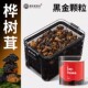 老谷头桦树茸黑金颗粒生白桦褐孔菌桦树泪黄褐芝菌