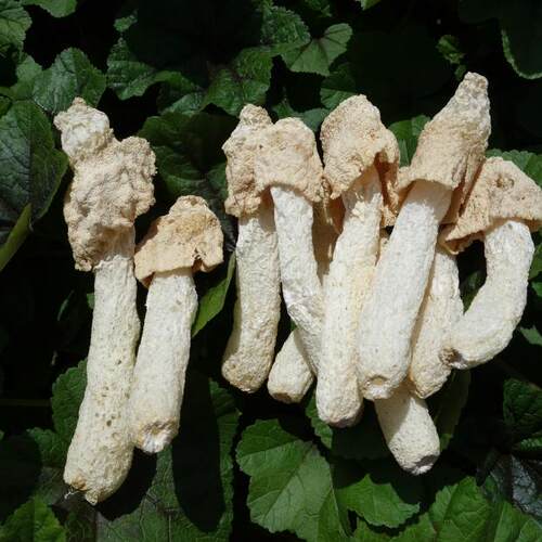 竹荪竹笙天然无硫熏菇蕾农家自产干货特产直销1斤肉厚蘑菇菌 - 封面