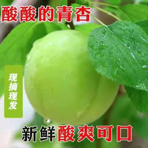 新鲜青杏现摘现酸脆酸酸