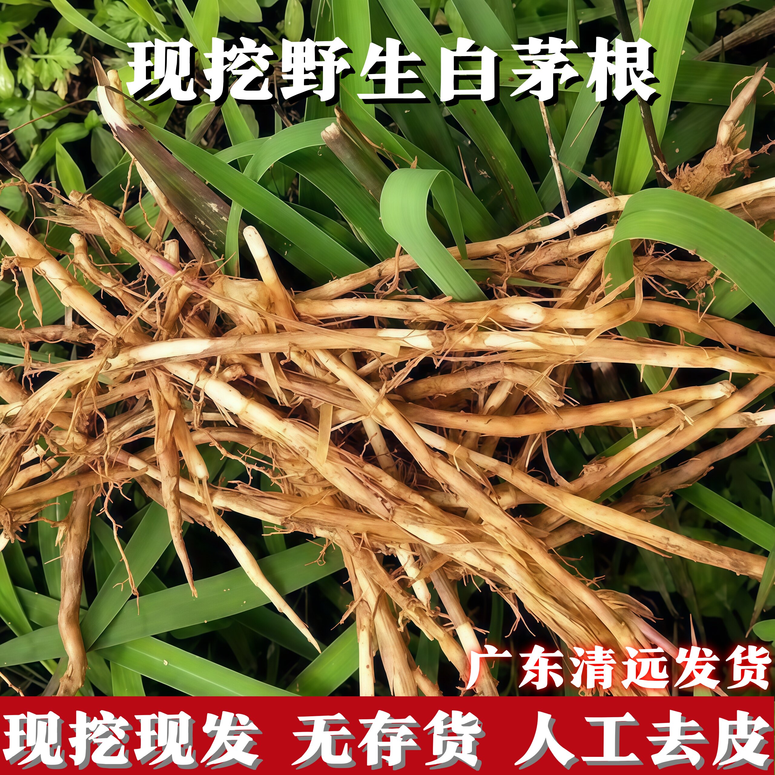 茅根新鲜 野生丝毛根中药材凉茶食品茅草根带皮原生态优质 白茅根图片