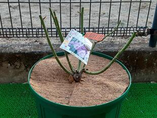 棕榈纤维圆垫 日本产 铺于花盆防杂草 防冻防虫防泥水夏季防干燥