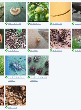 【住友防虫颗粒】日本产dX GF新小白药植物蚜虫蚧壳虫白粉虱正品