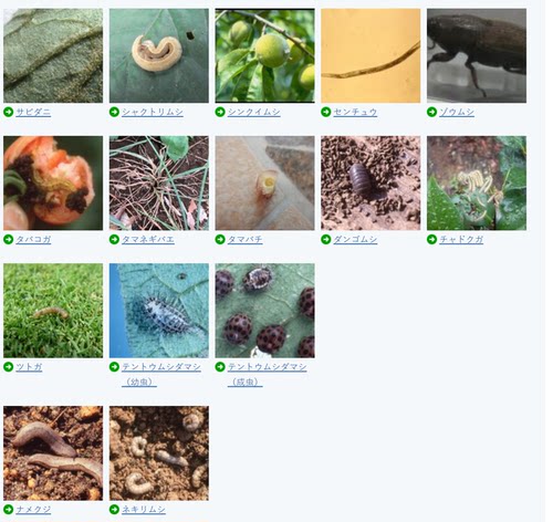 住友园艺日本产盆栽防虫