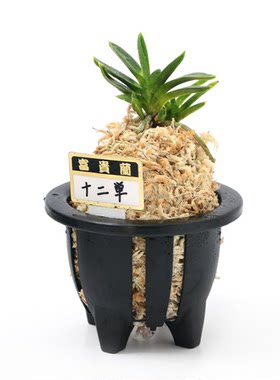 树脂透气日本产富贵兰专用花盆