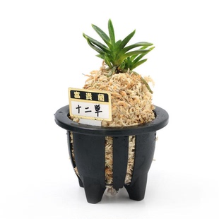 球兰盆富贵兰 山野草风兰 专用育苗钵 日本产 透气防烂根苔藓花盆