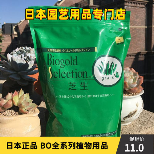 日本菖蒲价格 日本菖蒲图片 星期三