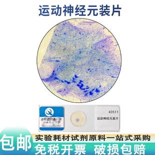 运动神经元装片心肌切片复层扁平上皮骨骼肌纤维结缔组织叶片横切