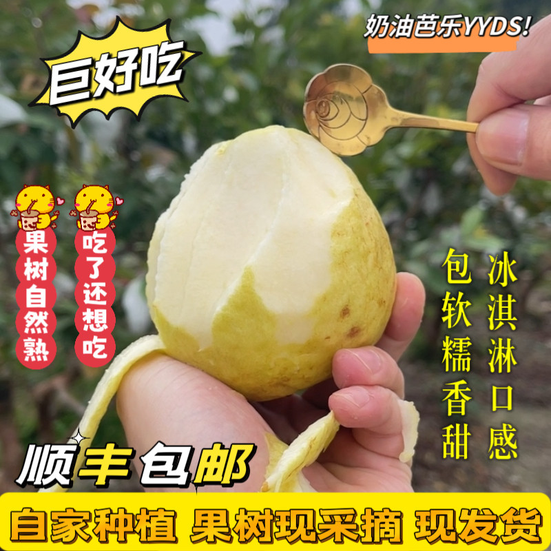 漳州软糯白心芭乐10斤新鲜水果软番石榴奶油巴乐果应季鸡屎果包邮