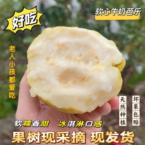 福建软糯白心芭乐5斤水果漳州当季奶油软心番石榴应季新鲜巴乐果
