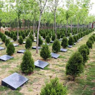 柏树苗坟前树墓前绿植坟头树坟地墓地松柏侧柏四季常青小塔柏宝塔