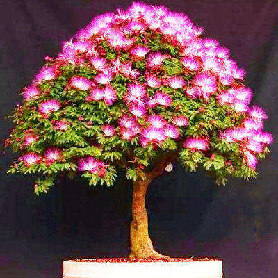 合欢树苗小盆景素材庭院阳台观花植物桌面盆栽耐寒花合欢花小树桩