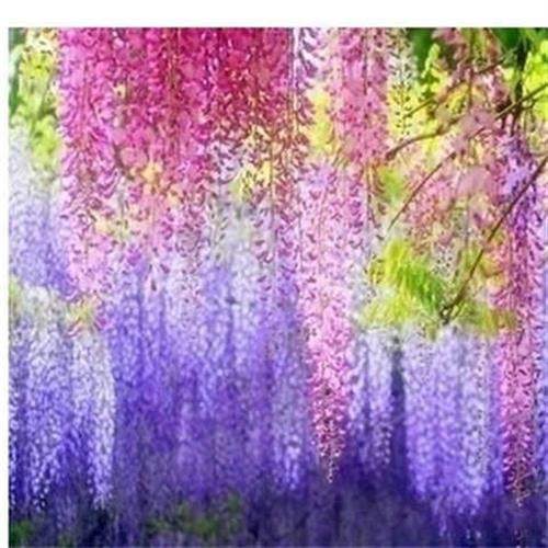 紫藤树苗 紫藤萝 紫腾花苗爬藤攀爬植物庭院爬墙四季藤蔓花卉阳台