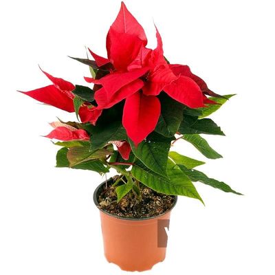 一品红盆栽室内桌面带花绿色喜庆植物四季开花不断年宵花卉圣诞花