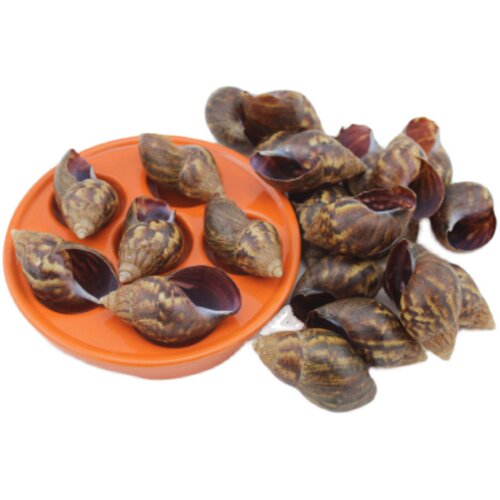 白玉蜗牛壳（20只）贝壳国产