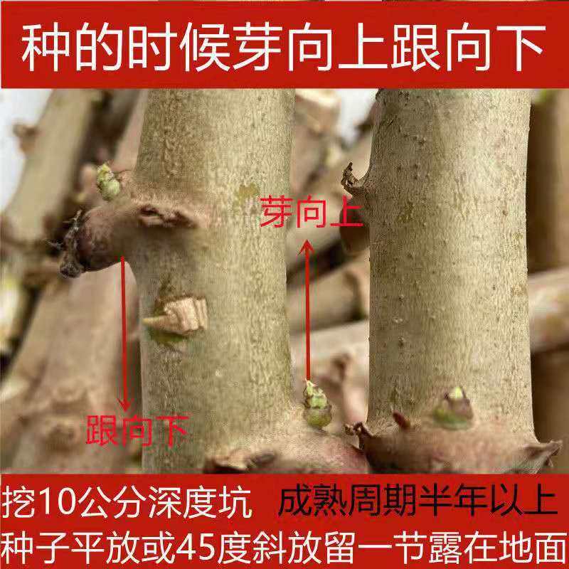 木薯苗广西新鲜面包木薯种苗白肉食用黄心黄肉抗病耐旱木薯茎杆苗