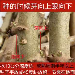 木薯苗广西新鲜面包木薯种苗白肉食用黄心黄肉抗病耐旱木薯茎杆苗