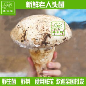 新鲜野生老人头菌 1000克包邮松苞菌云南特产山珍美味食材农产品