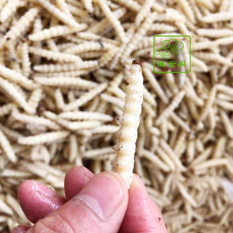 云南特产竹虫竹蜂虫笋虫新鲜速冻竹蛹竹节虫500克餐厅下酒菜