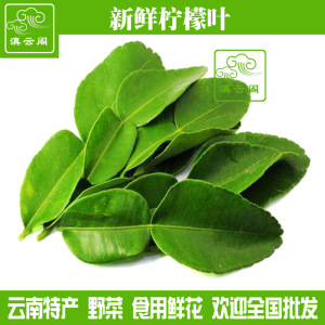 泰国香料柠檬叶新鲜 青柠檬叶毛里橙叶黎檬叶冬阴功汤料 调料500g