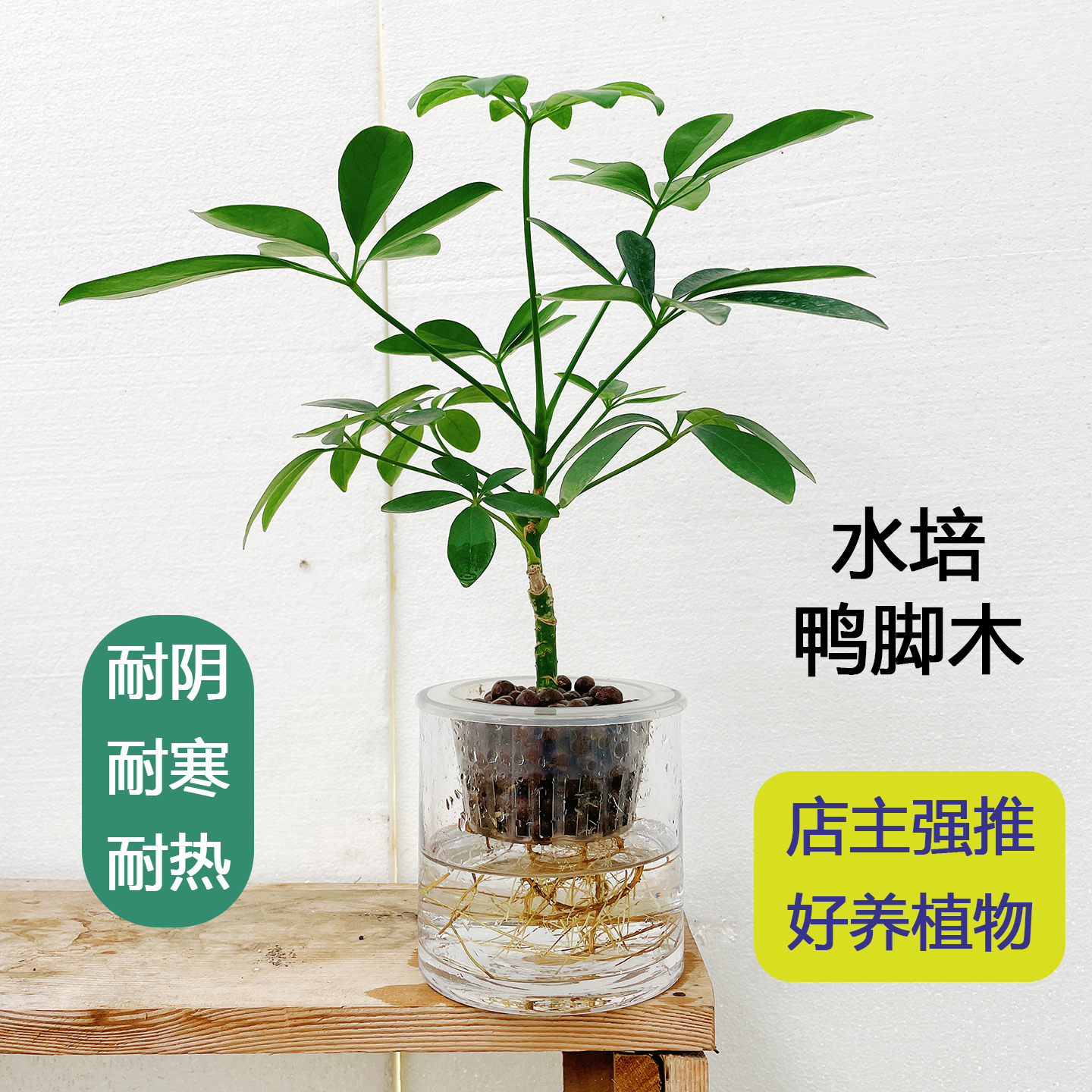 水培鸭脚木七叶莲吸重金属桌面