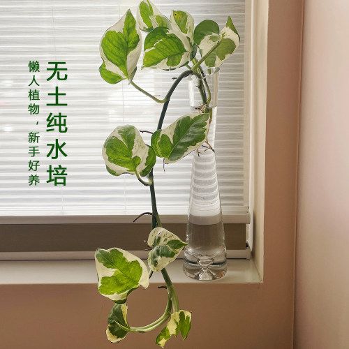 水培植物好看又好养垂藤不占空间