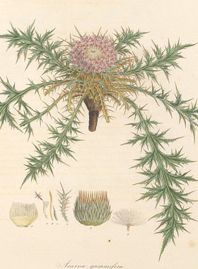 C619【奥地利】Ferdinand Bauer 希腊及周边岛屿植物花卉-09图库*