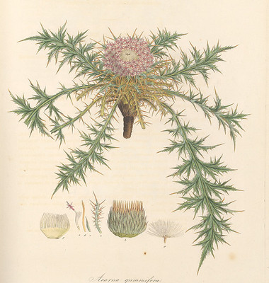 C619【奥地利】Ferdinand Bauer 希腊及周边岛屿植物花卉-09图库*