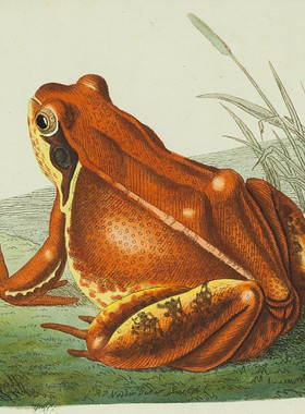 E216【英国】（George Shaw）昆虫禽鸟爬行水生动物等插图图库