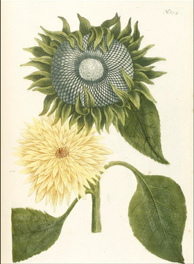 C182【德国】Johann Weinmann 植物花卉果实种子-2版画网传图库