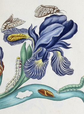 C625【瑞士】Maria Sibylla Merian 植物花卉蛾毛虫套色版画图库.