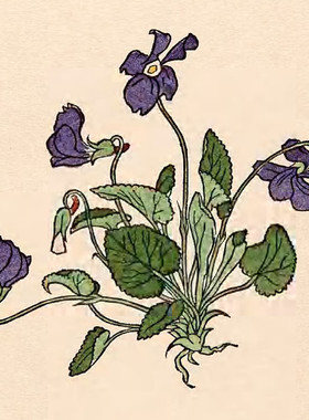 K185【德国】（Rudolf Koch）初学花卉植物水彩绘画版画网传图库.