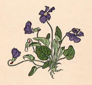 K185【德国】（Rudolf Koch）初学花卉植物水彩绘画版画网传图库.