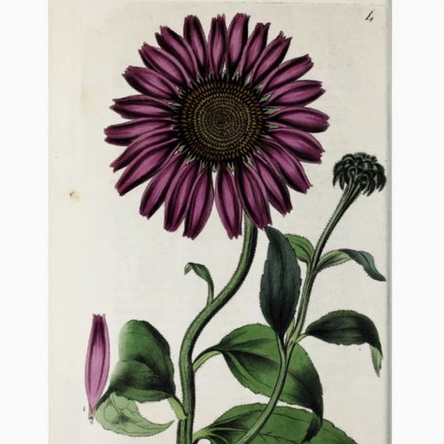 D066【英国】 Rober Sweet 庭院观赏植物、花卉版画 -1电子图库.