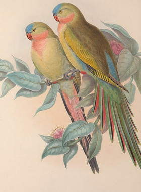M870【英国】（John Gould）澳大利亚禽鸟图彩色版画电子图片图库
