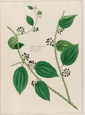 YC395【俄罗斯】Petr Martynovich Gofman 植物水彩图集电子图库.