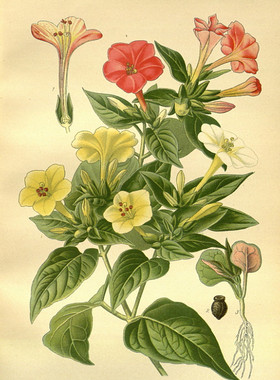 C627【英国】D. Bois 常见观赏植物、花卉版画-2美术素材电子图库