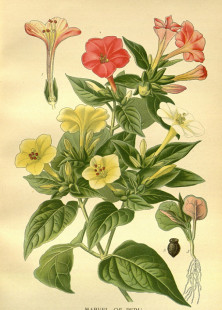 Bois 常见观赏植物 花卉版 2美术素材电子图库 C627 画 英国