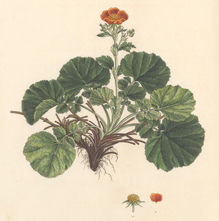 C615【奥地利】Ferdinand Bauer 希腊及周边岛屿植物花卉-05图库.
