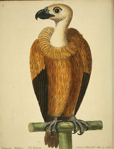 M570【英国】禽鸟图A natural history of birds彩色铜板画图库