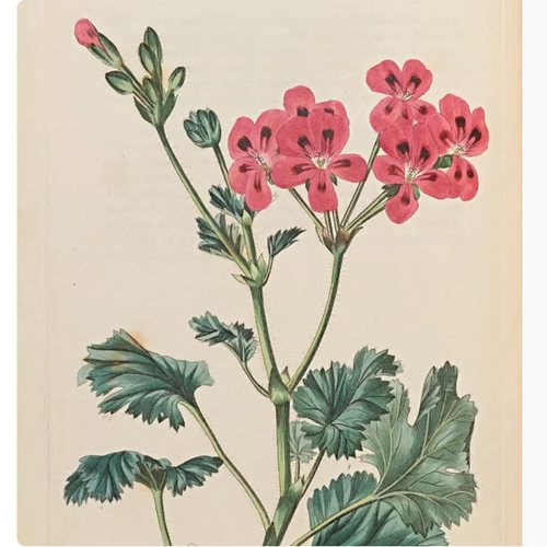 D065【英国】 Rober Sweet 天竺葵科 植物、花卉版画 -5电子图库.