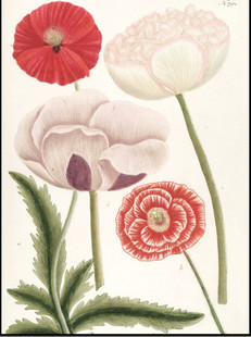 C184【德国】Johann Weinmann 植物花卉果实种子-4版画网传图库
