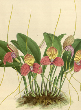 R512【英国】(John Nugent Fitch)兰花卉图片彩色版画-A电子图库.