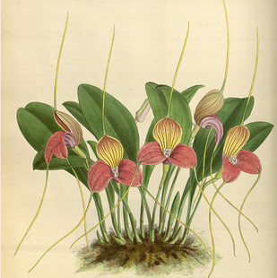 R512【英国】(John Nugent Fitch)兰花卉图片彩色版画-A电子图库.