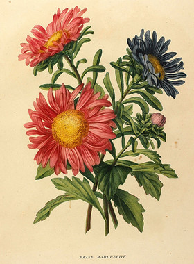 M568【法国】亨丽埃特（Henriette Vincent）彩色版画网传图库