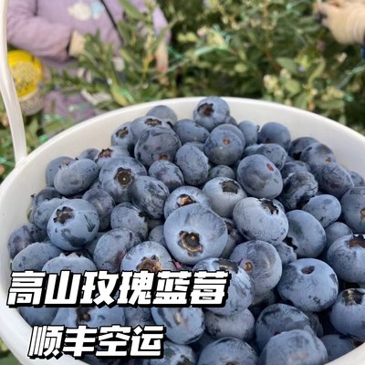 脆甜l25蓝莓玫瑰蓝莓现摘现发